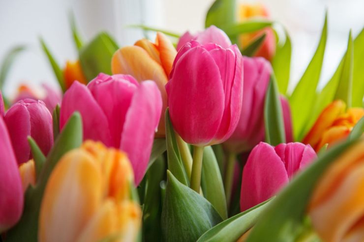 Consigli per avere tulipani sempre freschi