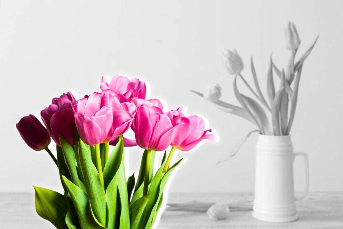 Tulipani sempre freschi in vaso: gli ingredienti segreti per farli
